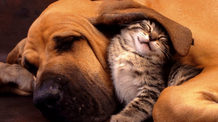 Kitten sleeping on a dog