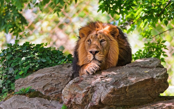 Lion resting on rocks with greenery and fence
