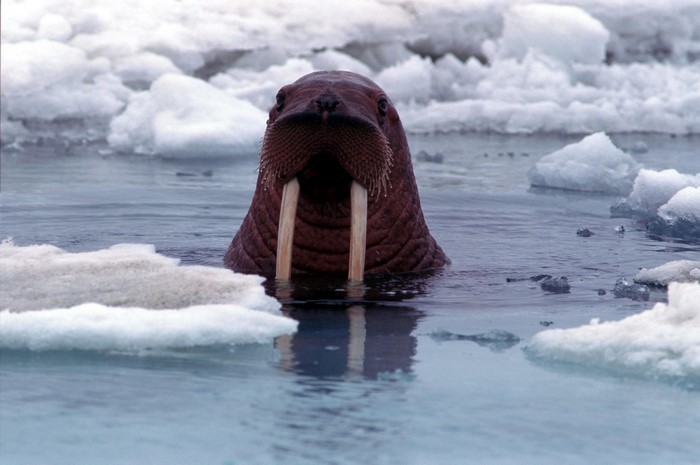 Walrus in the Arctic Ocean surrounded by ice
