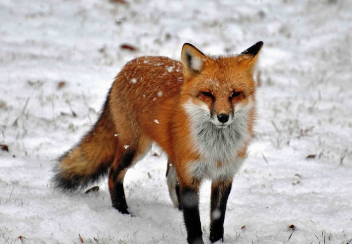 Red fox standing in the snow