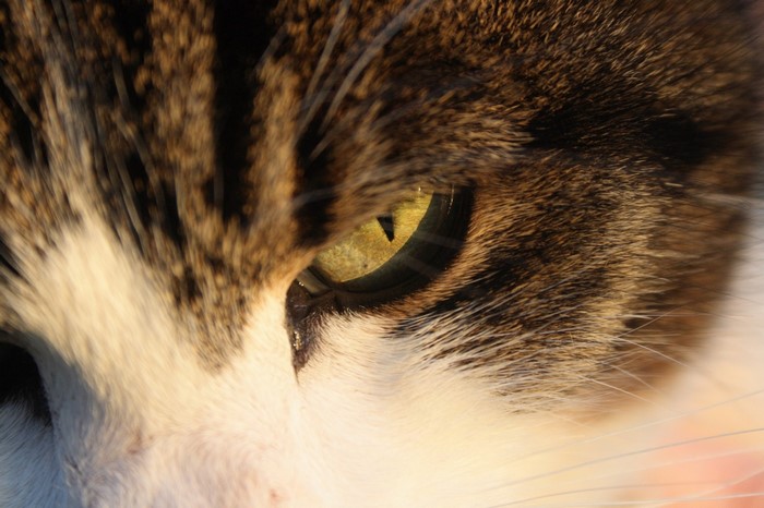Close-up of a tabby cat's eye and fur