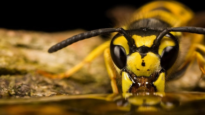 Close-up of a yellow and black wasp drinking liquid