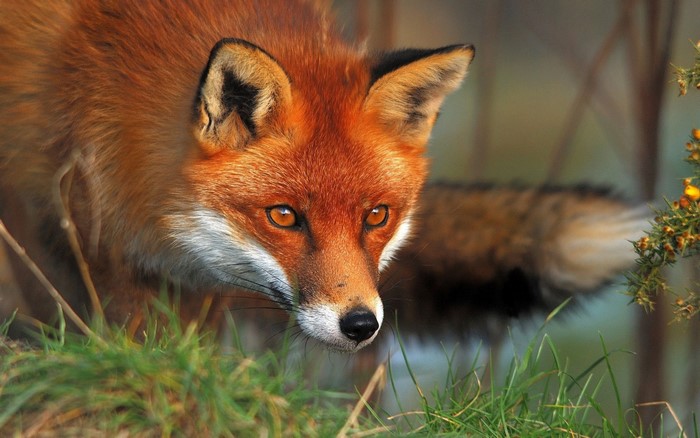 Close-up of a red fox in tall grass