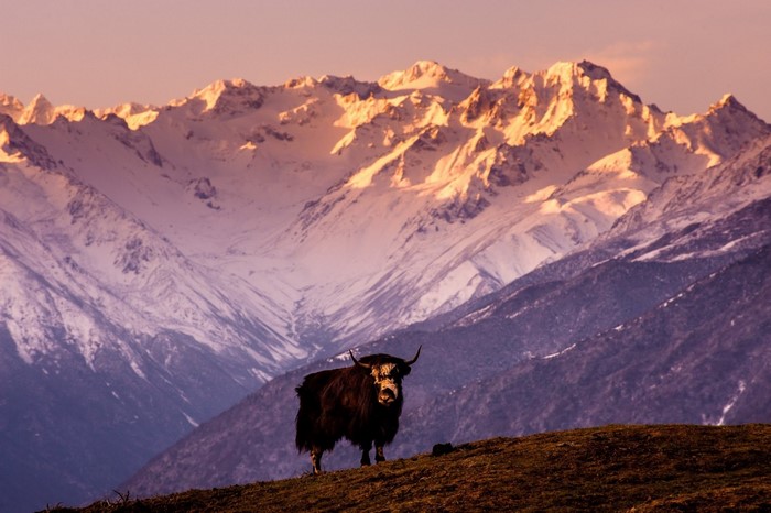 Yak standing on a hill with snow-capped mountains in the background
