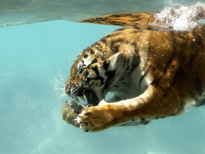 Tiger Swimming Underwater Captured in Motion