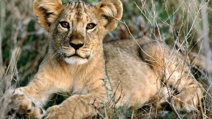 A lion cub lies in tall grass on the savanna