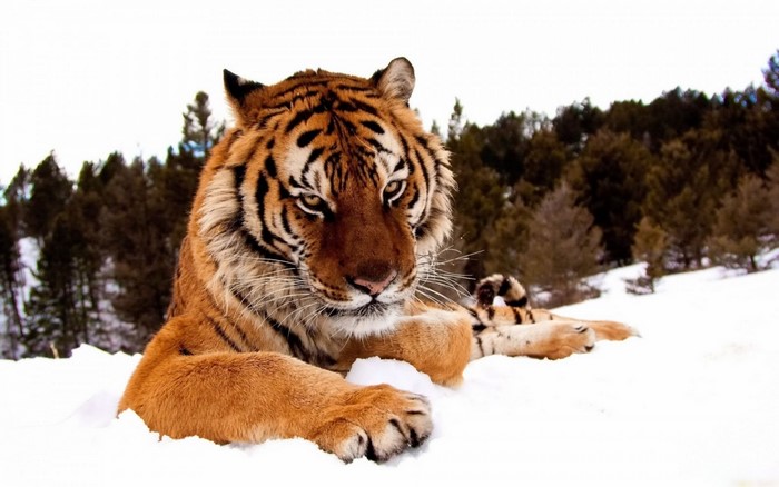 Tiger lying in the snow with trees in the background