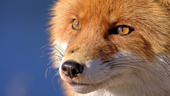 Close-up of a red fox's face