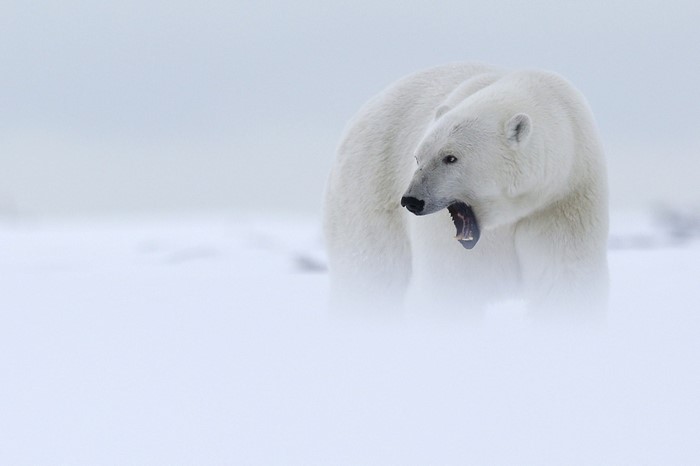 Polar bear yawning in a snowy landscape