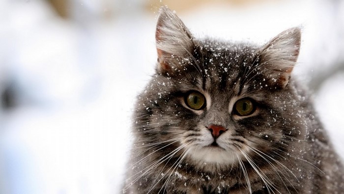 Snow-Dusted Grey Cat Close-Up
