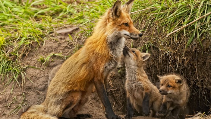 Red Fox with Kits Near Burrow in Natural Habitat