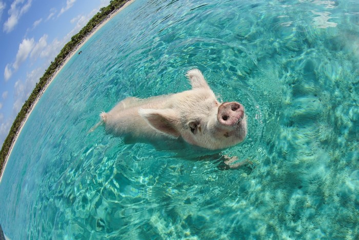 Pig Swimming in Clear Turquoise Ocean Water