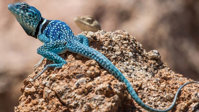 Blue collared lizard on a rock with another lizard in the background