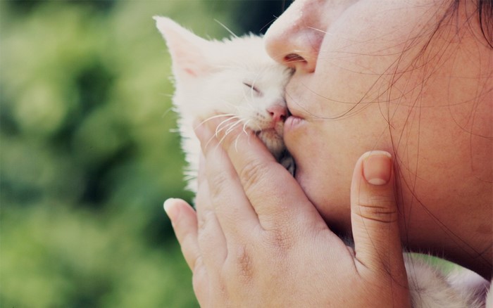 Person kissing a white kitten