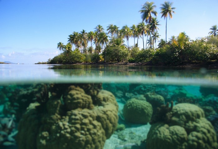 Split view of tropical island with palm trees and coral reef