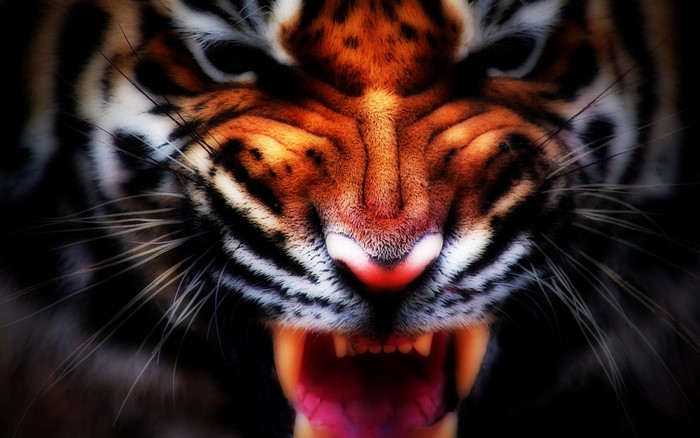 Close up of a roaring tiger's face