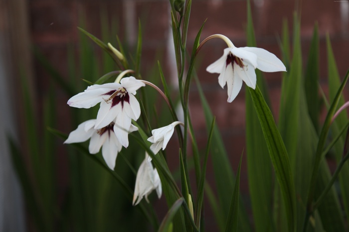 White Gladiolus Flowers with Dark Centers