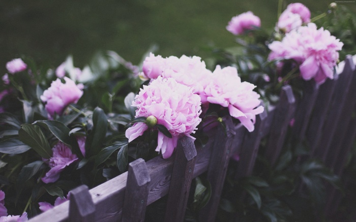 Pink peonies on a wooden fence
