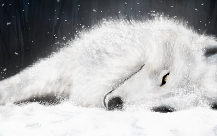 White wolf sleeping in the snow