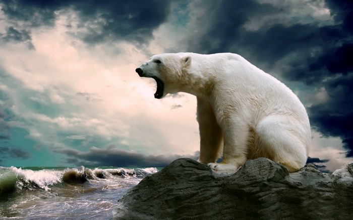 Polar bear roaring on a rock by the sea