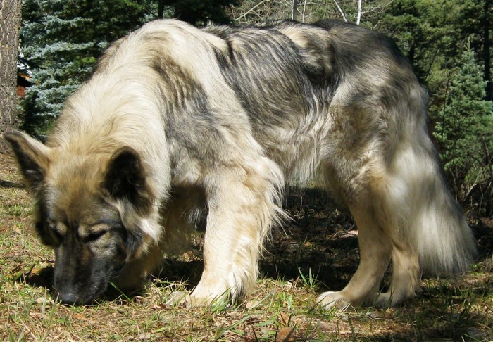 A large, fluffy dog with a grey and tan coat sniffs the ground in a forest.