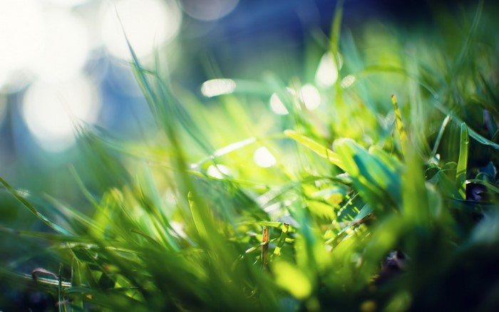 Close-up of green grass with sunlight and bokeh