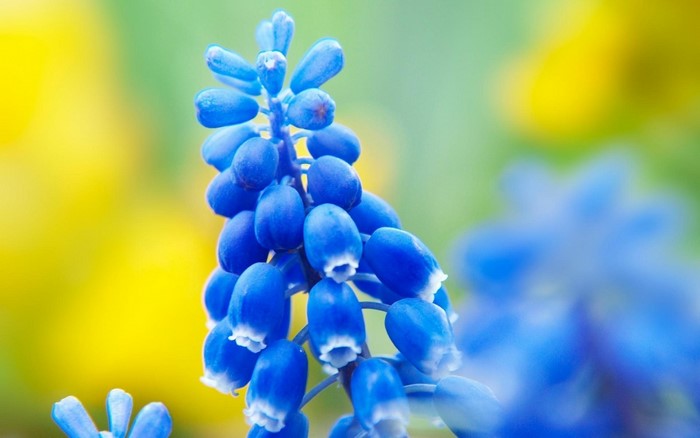 Close-up of blue Muscari flowers with yellow and green background