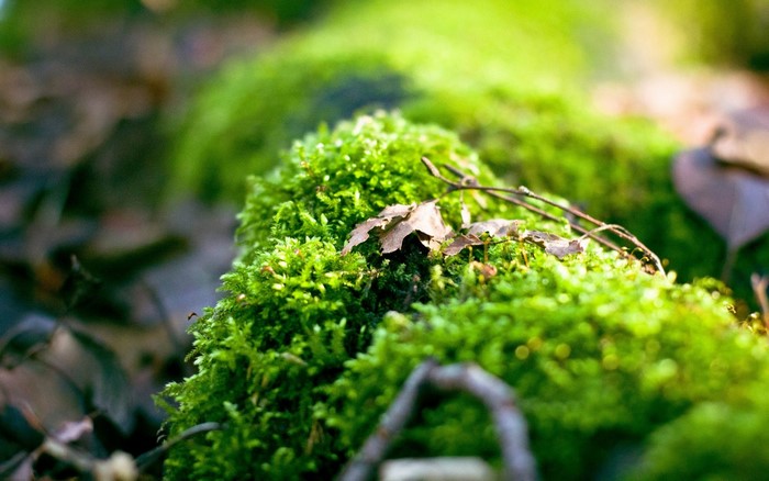 Mossy forest floor with fallen leaves and sunlight