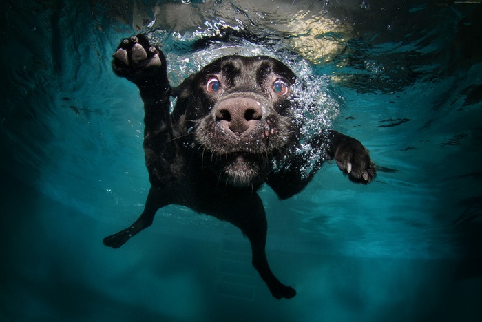 Black Dog Swimming Underwater