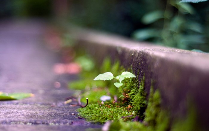 Moss and a small plant on a stone edge