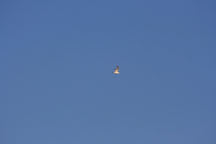 A single bird flying in a clear blue sky