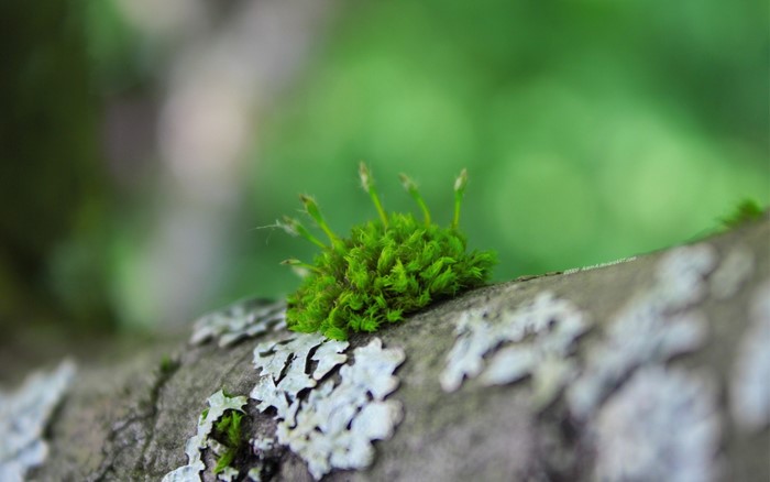 Moss and lichen on a tree branch