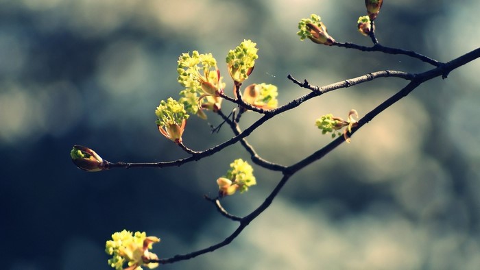 Spring blossoms on a tree branch