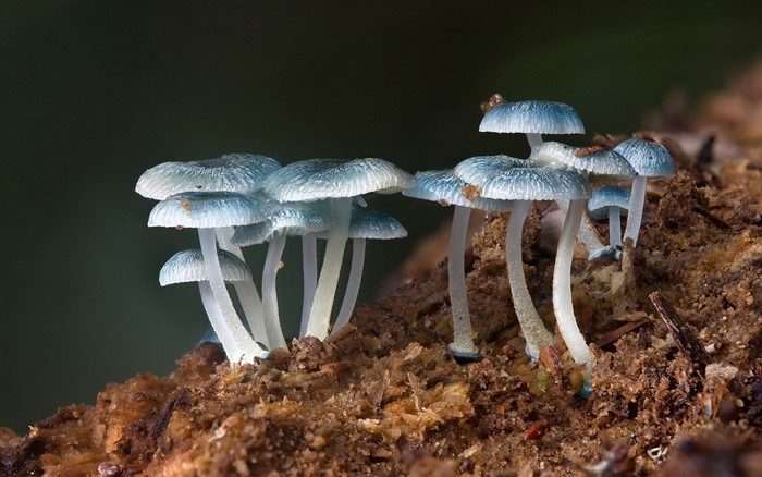 Close-up of blue mushrooms on a log