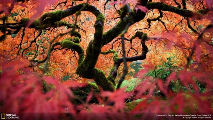 Mossy Japanese Maple Tree in Autumn