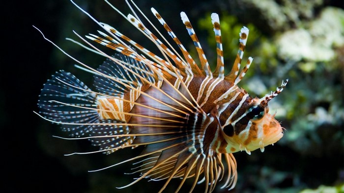 Lionfish close up underwater