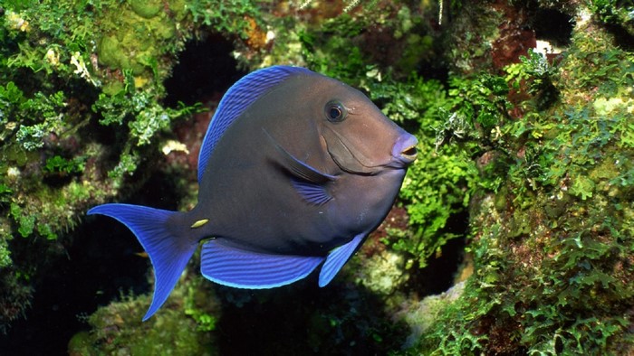 A dark blue tang fish swims near coral reefs