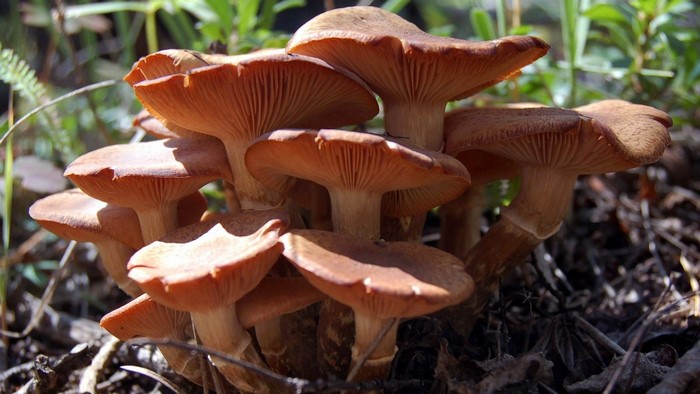 Cluster of Brown Forest Mushrooms in Autumn