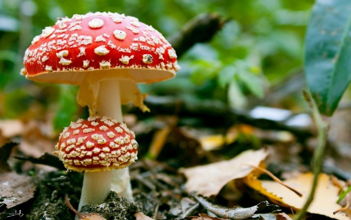 forest, nature, mushroom, fungus, autumn, leaf, flower, season, flora ...