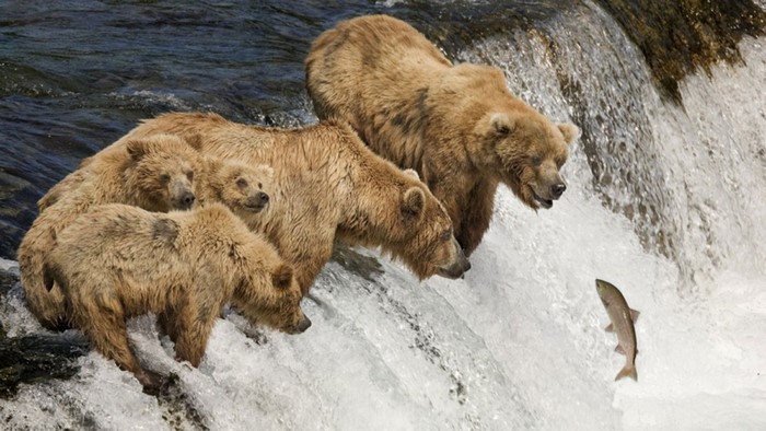 Brown bears fishing for salmon at a waterfall