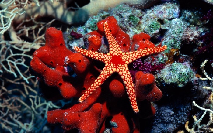 Red and yellow starfish on red coral reef