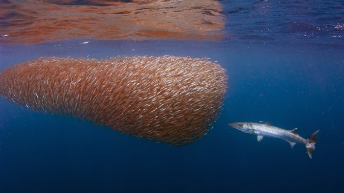 Barracuda hunts a large school of fish underwater