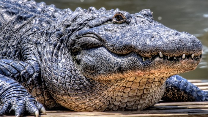Close up of an American Alligator's head and scales
