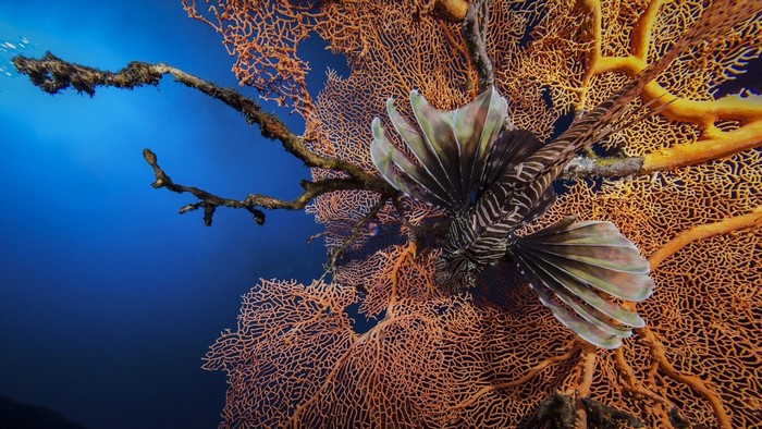 Lionfish on a coral reef