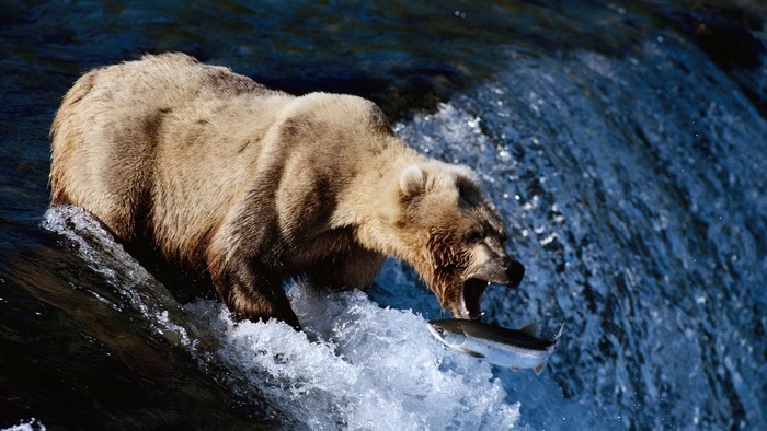 Brown bear catching salmon in a waterfall
