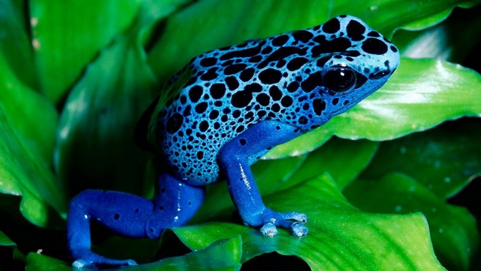 Blue Poison Dart Frog on Green Leaves