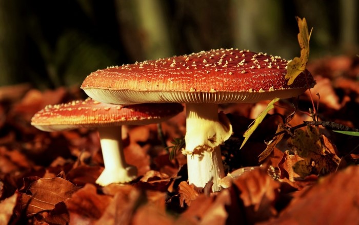 Two red mushrooms with white spots on autumn leaves