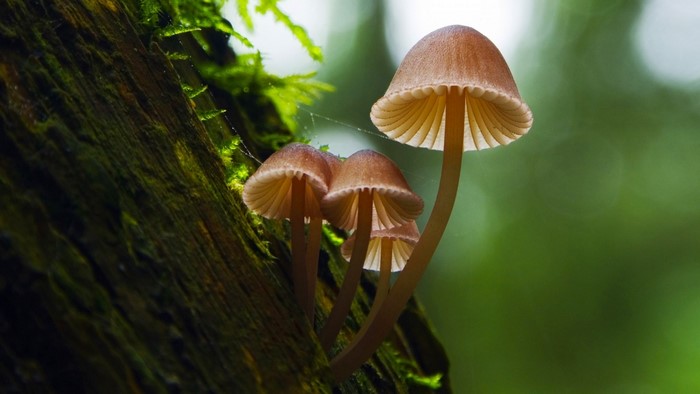 Close-up of mushrooms growing on a mossy tree trunk