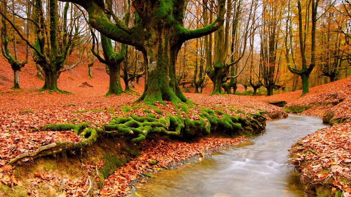 Autumn forest with a stream and moss-covered trees