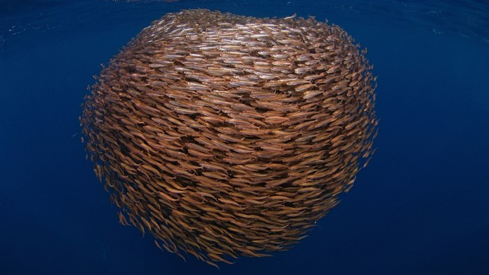 A large school of small fish swimming in blue water